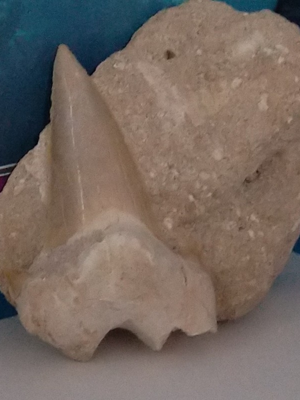 Beige Fossil Shark Tooth Decorative Accent